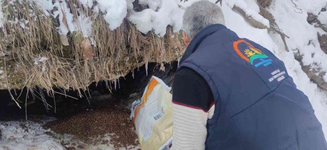Annesiz Kalan 7 Yavru Köpeğe Tarım Ve Orman Müdürlüğü Sahip Çıktı