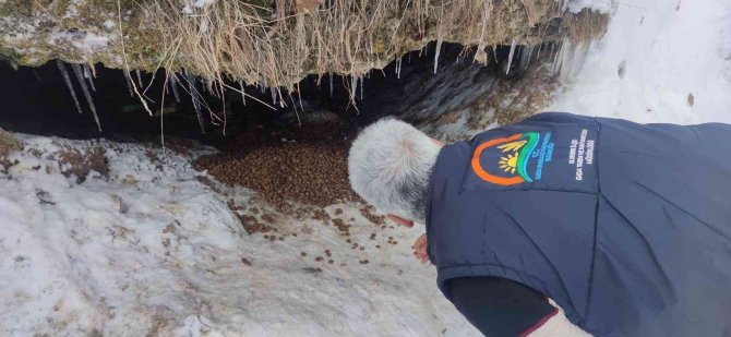 Annesiz Kalan 7 Yavru Köpeğe Tarım Ve Orman Müdürlüğü Sahip Çıktı