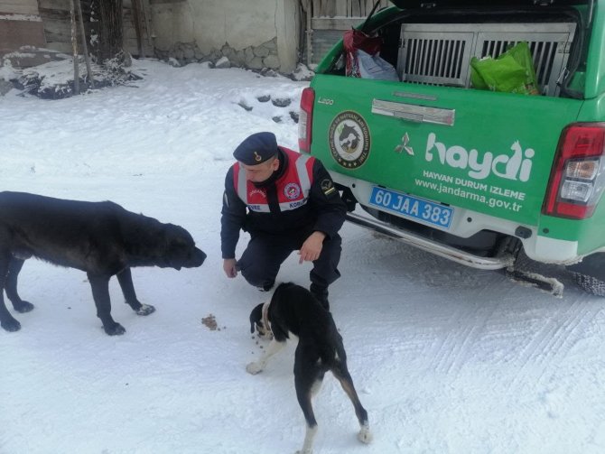 Yasaklı Irk Köpek Besleyene 29 Bin Lira Ceza Uygulandı