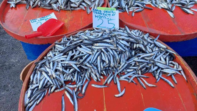 Tekirdağ’da Hamsi 25 Tl’ye Kadar Düştü