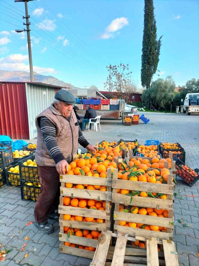 Narenciye Üretim Merkezinde Çiftçiler Soğuk Hava Deposu İstiyor