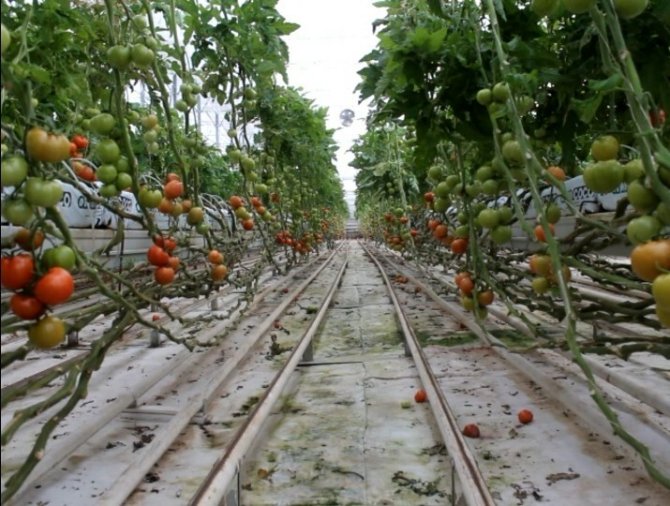 Eksi 40 Derecede Domates Üretimi