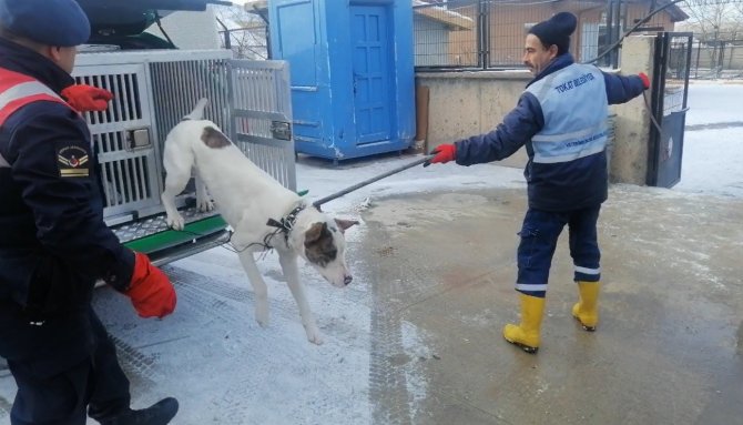 Yasaklı Irk Köpek Besleyene 29 Bin Lira Ceza Uygulandı
