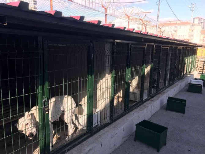 Hayvan Barınakları Tehlikeli Irklar İle Doldu