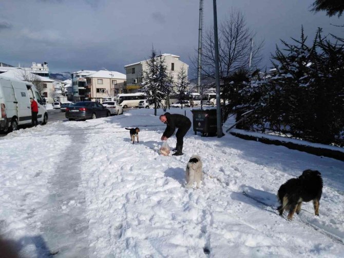 Cumayeri Belediyesi Sokak Hayvanlarını Unutmadı