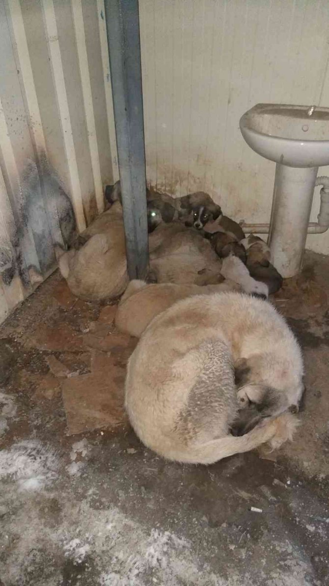Tufanbeyli’de Kardan Sonra Dondurucu Soğuk Başladı