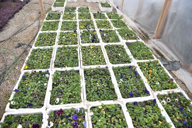 Başkentte Çiçek Üreticilerinin Yüzü Gülüyor