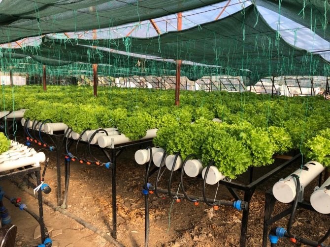 Konyaaltı’nda İlk Kez Su Kültürü Ortamında Marul Dikildi