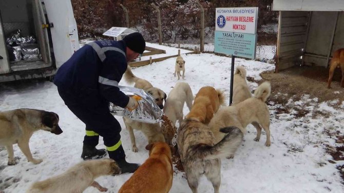 Soğuk Kış Günlerinde Sokak Hayvanları Unutulmadı