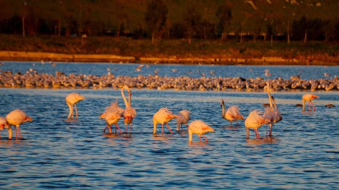 İ̇stanbul’da Göç Etmeyen Flamingolar Kışın Görüntülendi