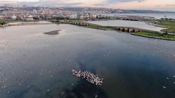 İ̇stanbul’da Göç Etmeyen Flamingolar Kışın Görüntülendi