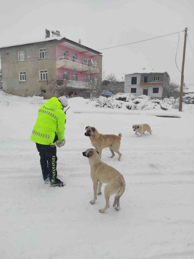 Baskil Kaymakamlığı Sokak Hayvanlarını Unutmadı