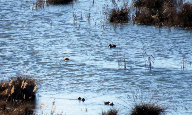 Erzincan’da Su Kuşu Sayımı Yapıldı