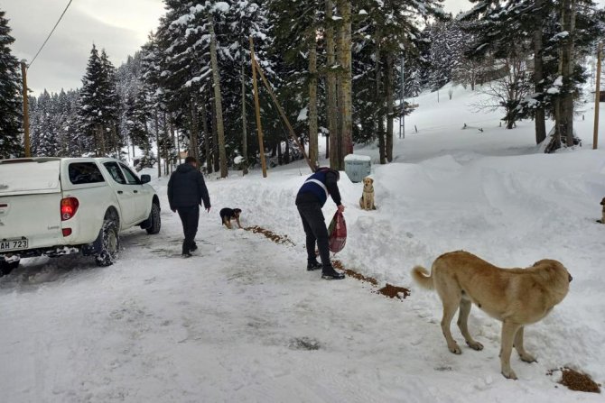 Yaylada Mahsur Kalan Köpeklere Devlet Sahip Çıktı