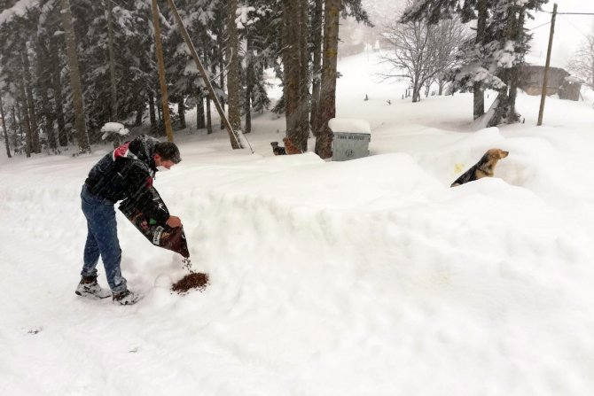 Yaylada Mahsur Kalan Köpeklere Devlet Sahip Çıktı