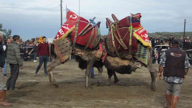 Burhaniye’de Hasan Şenliği Başlıyor