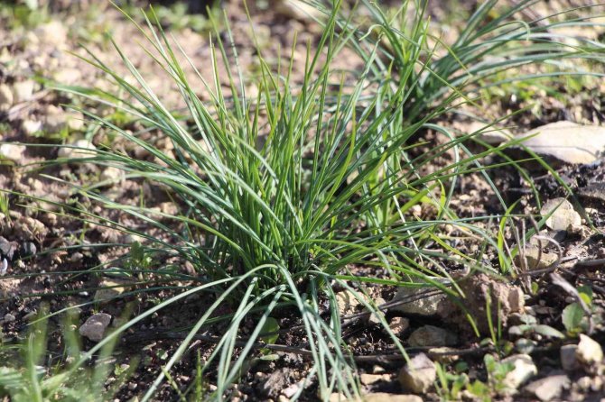 1 Dönümden 1 Kilo Çıkıyor, Kilosunu 90 Bin Liraya Satıyor