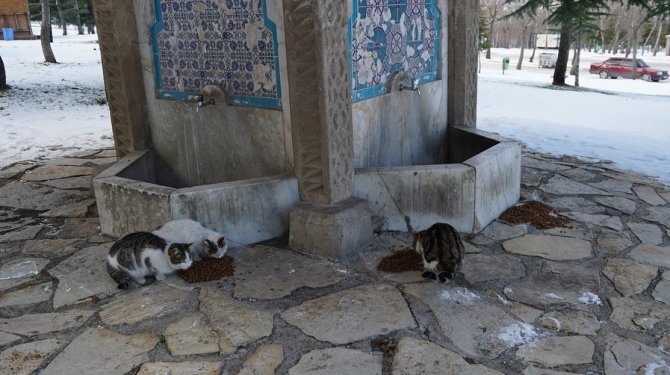 Isparta’da, Kar Altında Doğada Yaşayan Hayvanlar Unutulmadı
