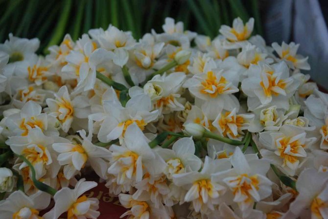 Nergisler Festivale Hazırlanıyor