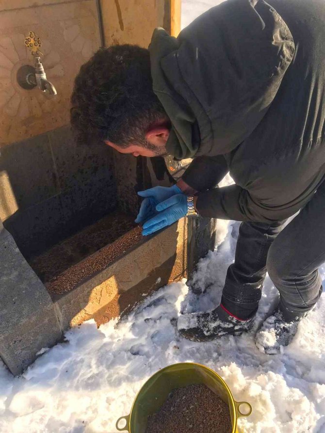 Kahramanmaraş’ta Sokak Hayvanlarına Mama Desteği