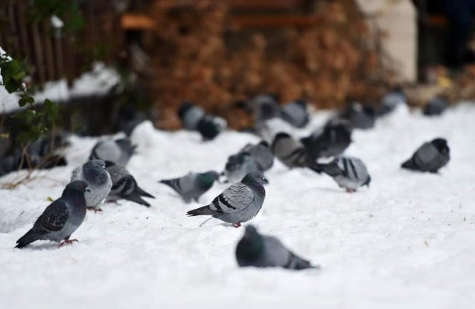 Kahramanmaraş’ta Kar Manzaraları