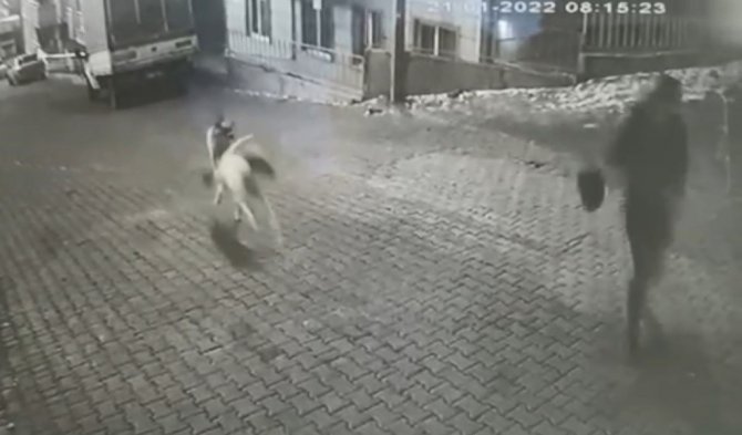 Karne Almak İçin Okula Giden Genç Kıza Sokak Köpekleri Saldırdı