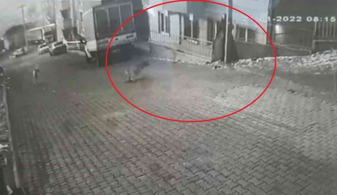 Karne Almak İçin Okula Giden Genç Kıza Sokak Köpekleri Saldırdı