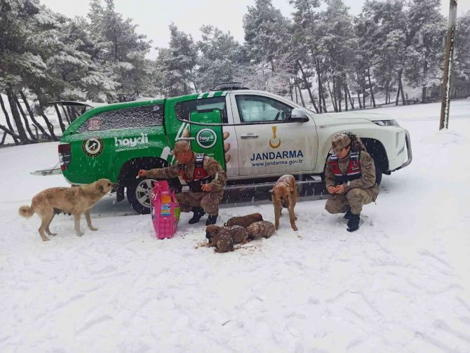 Sahipsiz Bakıma Muhtaç Köpekler Beslendi