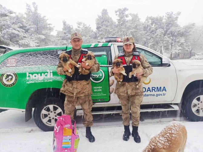 Sahipsiz Bakıma Muhtaç Köpekler Beslendi