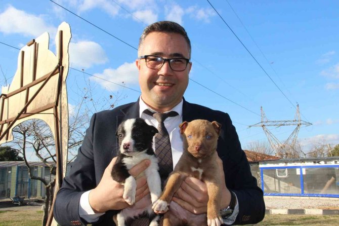 Manisa’da Barınaktaki Yasaklı Irk Köpeklerin Sayısı 240’a Ulaştı