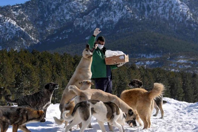 Mersin’de Yılkı Atları Ve Köpekler İçin Doğaya Yem Bırakıldı