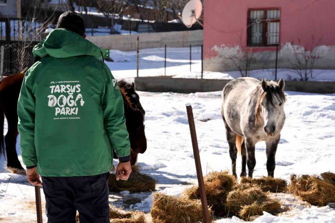 Mersin’de Yılkı Atları Ve Köpekler İçin Doğaya Yem Bırakıldı