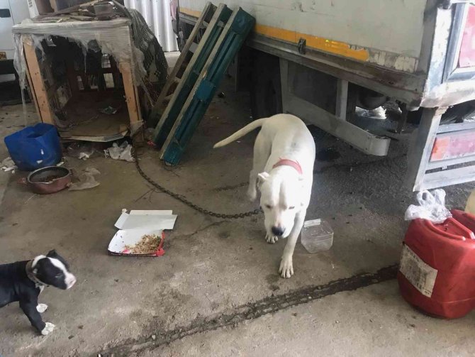 Mersin’de 7 Yasaklı Irk Türü Köpeğe El Konuldu