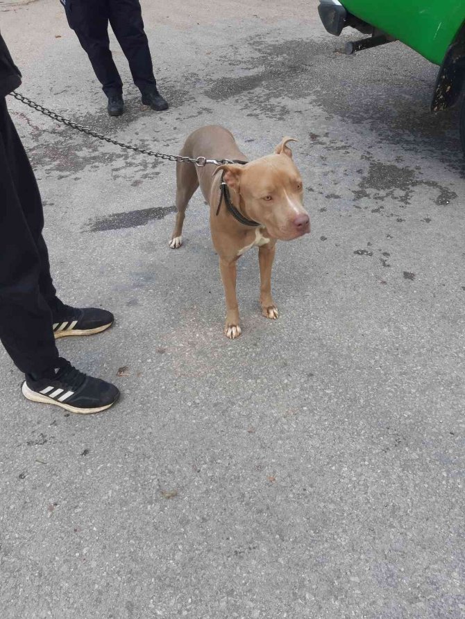 Mersin’de 7 Yasaklı Irk Türü Köpeğe El Konuldu