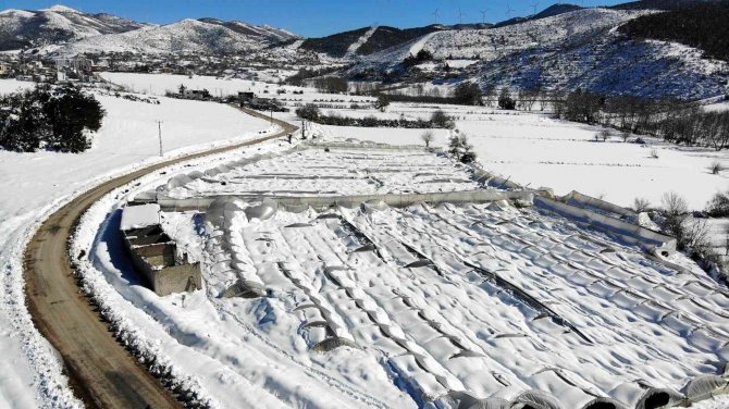 Kar, Gül Serasını Yerle Bir Etti, 2,5 Milyon Zarar Meydana Geldi