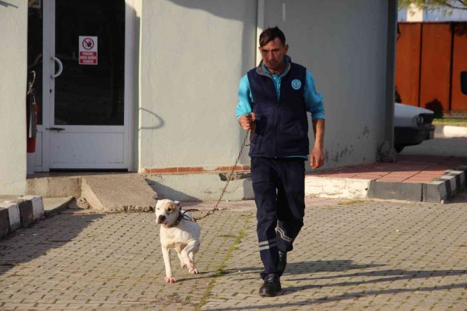 Manisa’da Barınaktaki Yasaklı Irk Köpeklerin Sayısı 240’a Ulaştı