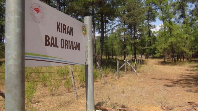 Tab Başkanı Şahin; “Bal Ormanı Alanları Genişletilmeli”