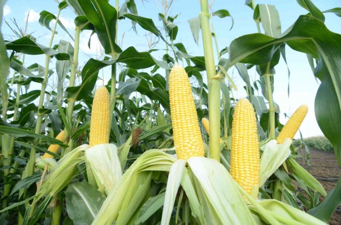 Dünya Türkiye’nin Tatlı Mısırını Sevdi