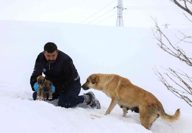 Ekiplerin Dikkati Yavru Köpekleri Donmaktan Kurtardı