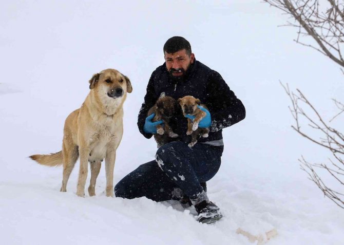 Ekiplerin Dikkati Yavru Köpekleri Donmaktan Kurtardı
