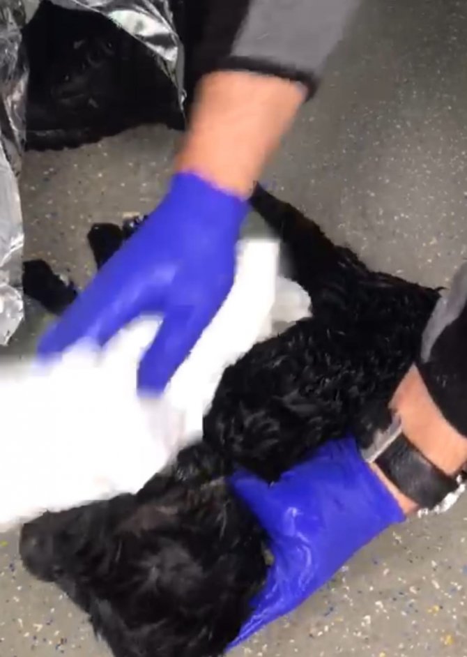 Donmak Üzere Olan Yavru Keçiye Ambulansta Müdahale