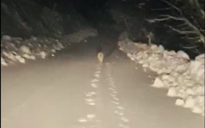 Hasta Almaya Giden Ekiplere Kurt Eşlik Etti