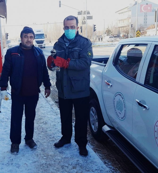 Köpeklerin Saldırısında Yaralanan Yavru Alaca Sansar Tedavi Altına Alındı