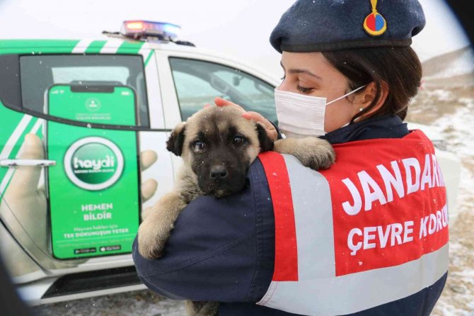 Hayvanlara Yiyecek Götüren Jandarma Ekipleri Yürekleri Isıttı
