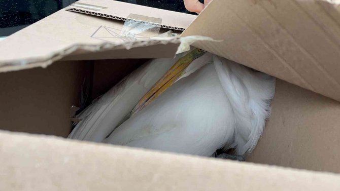 Isparta’da Soğuktan Donmak Üzere Olan Büyük Ak Balıkçılı Kurtarıldı