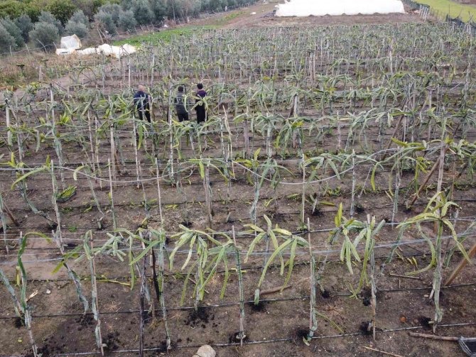 Buzla Kaplanan Ejder Meyvelerini Sislemeyle Kurtardı