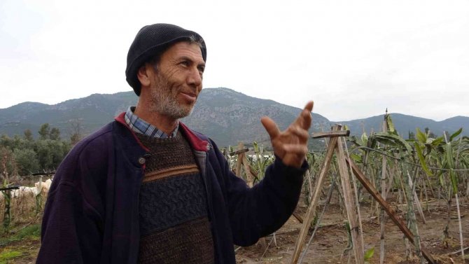Buzla Kaplanan Ejder Meyvelerini Sislemeyle Kurtardı