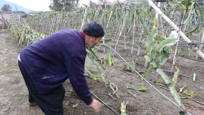 Buzla Kaplanan Ejder Meyvelerini Sislemeyle Kurtardı