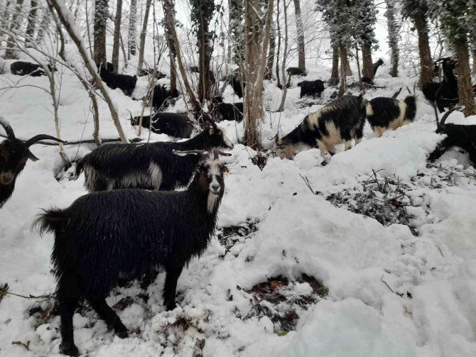 Artvin’de Besicilerin Zorlu Kış Mesaisi