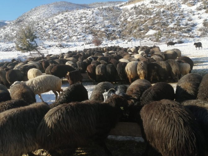 Artvin’de Besicilerin Zorlu Kış Mesaisi